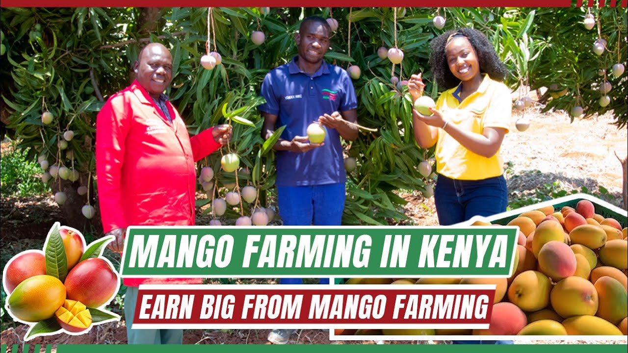 MANGO FARMING IN KENYA - Meet a Farmer with 10 ACRES of Mangoes, in Makueni County!