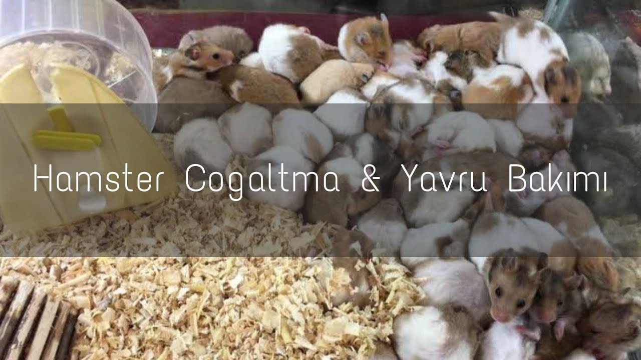 Hamster Çiftleştirme ve Yavru Bakımı Nasıl Yapılır? (50 günde 100 yavru!)