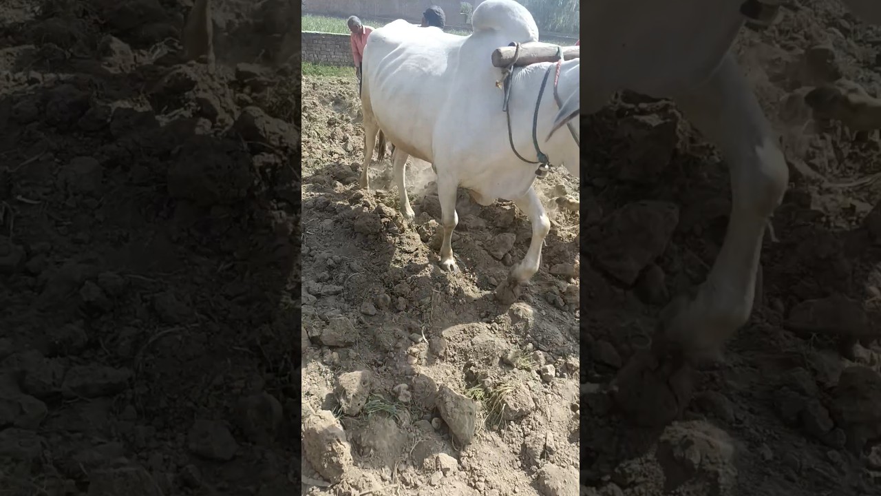 ek Sath do kam#viralvideo #instagram #youtubeshorts #kishan #farming #shortvideo #trending ...