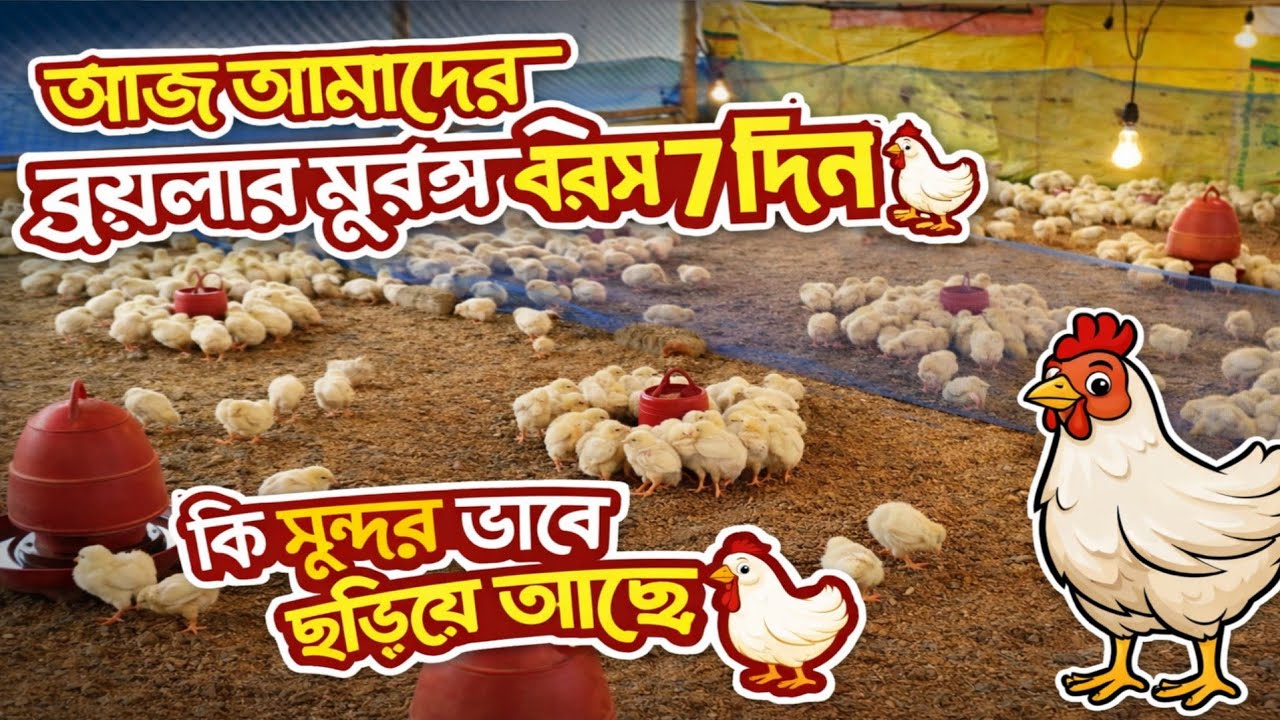 বয়লার মুরগির ৭ দিন #আকাশ শখের খামার @ShokherKhamar @-krishighar6658@bismillahagro@কৃষিখামার
