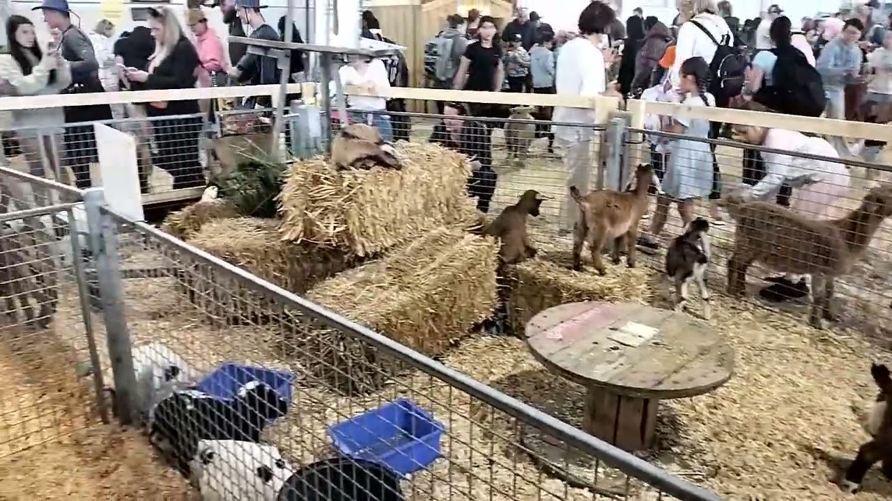 Farm animals in royal Melbourne show#comedyvideos #funnyvideos