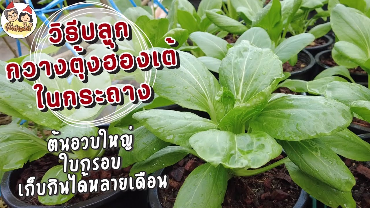วิธีปลูกกวางตุ้งฮ่องเต้ในกระถาง ให้ต้นอวบใหญ่ ใบกรอบ เก็บกินได้หลายเดือน | ย่าปลูกอะไร EP32