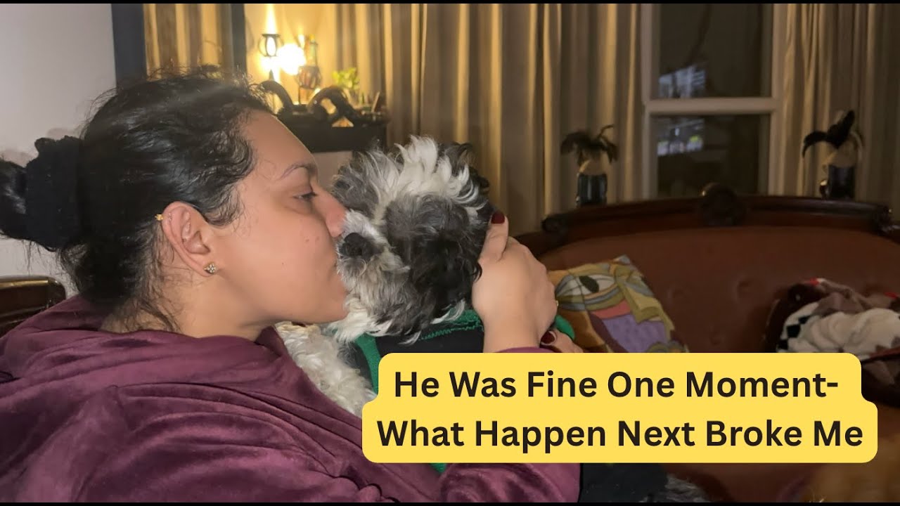When my dog suddenly stopped walking 💔 | Vlog 466 #chandigarh  #shitzu #petlovers #animallovers