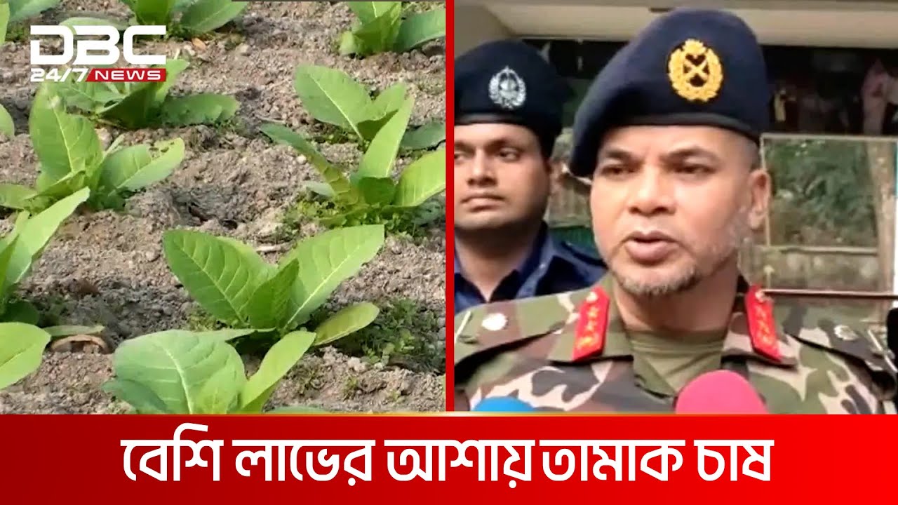 বাড়ছে তামাকের চাষ | DBC NEWS