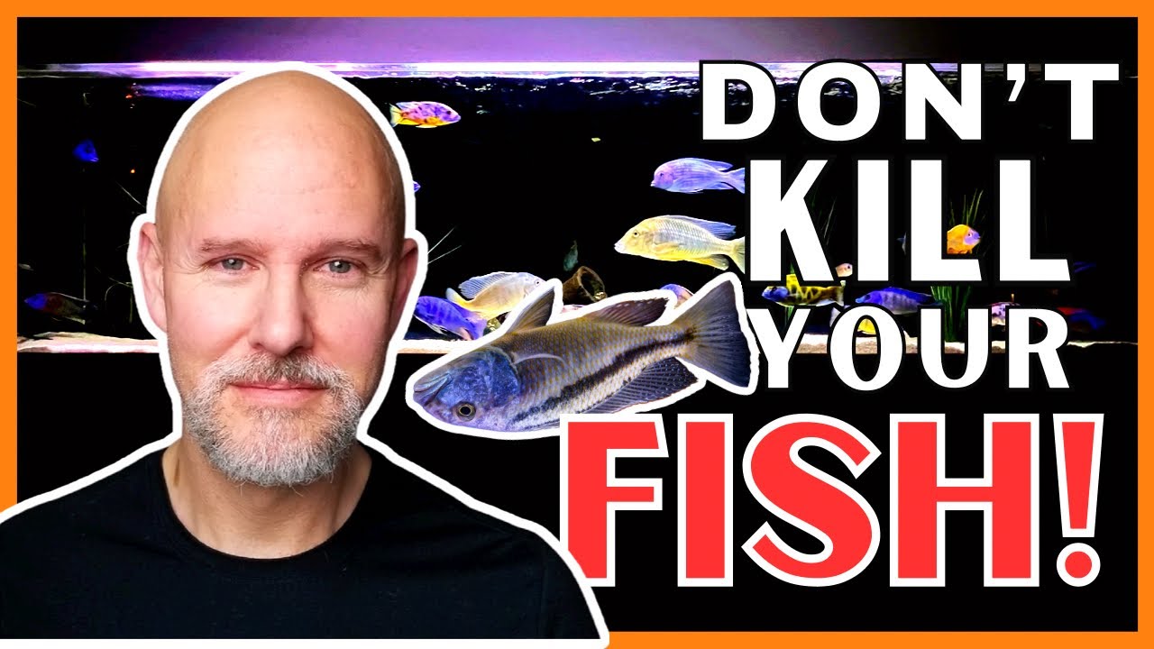 10 Reasons YOUR FISH are DYING!