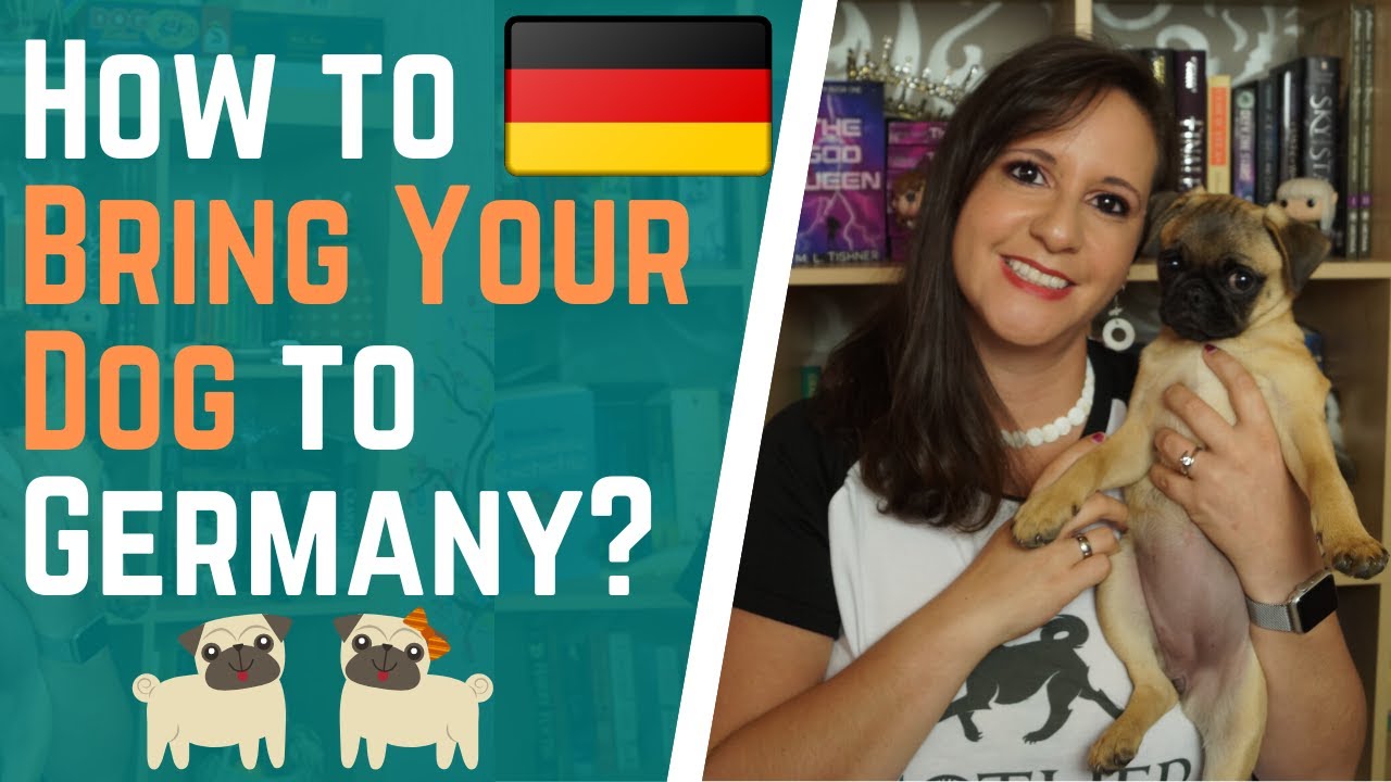 How to Bring Your Dog to Germany | American in Germany