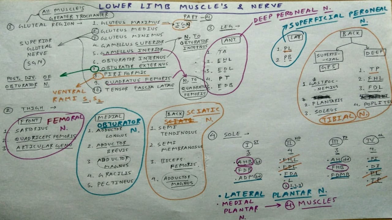 Lower Limb Muscles and these Nerve Supply - 2 | Obturator, Femoral, Sciatic, Tibial Nerve