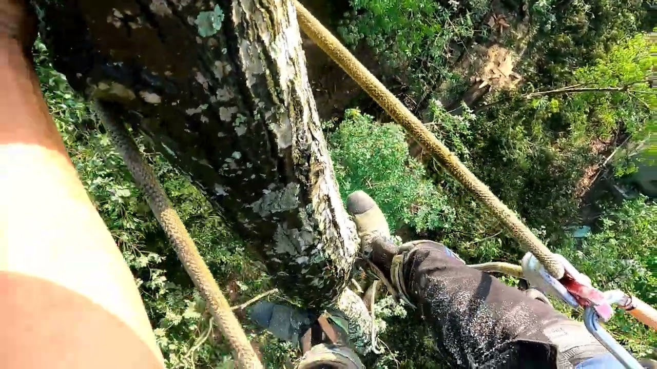 Cưa 4 cây sao trong lô cao su p2