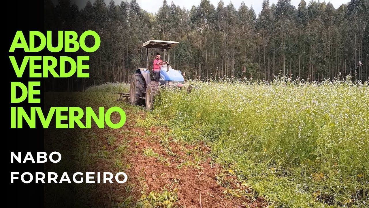 Nabo forrageiro - adubação verde de inverno
