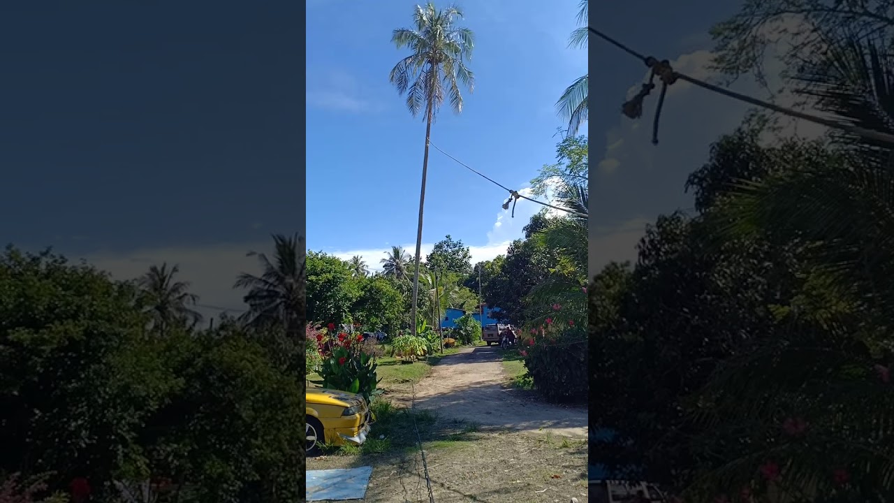 50 years old coconut trees