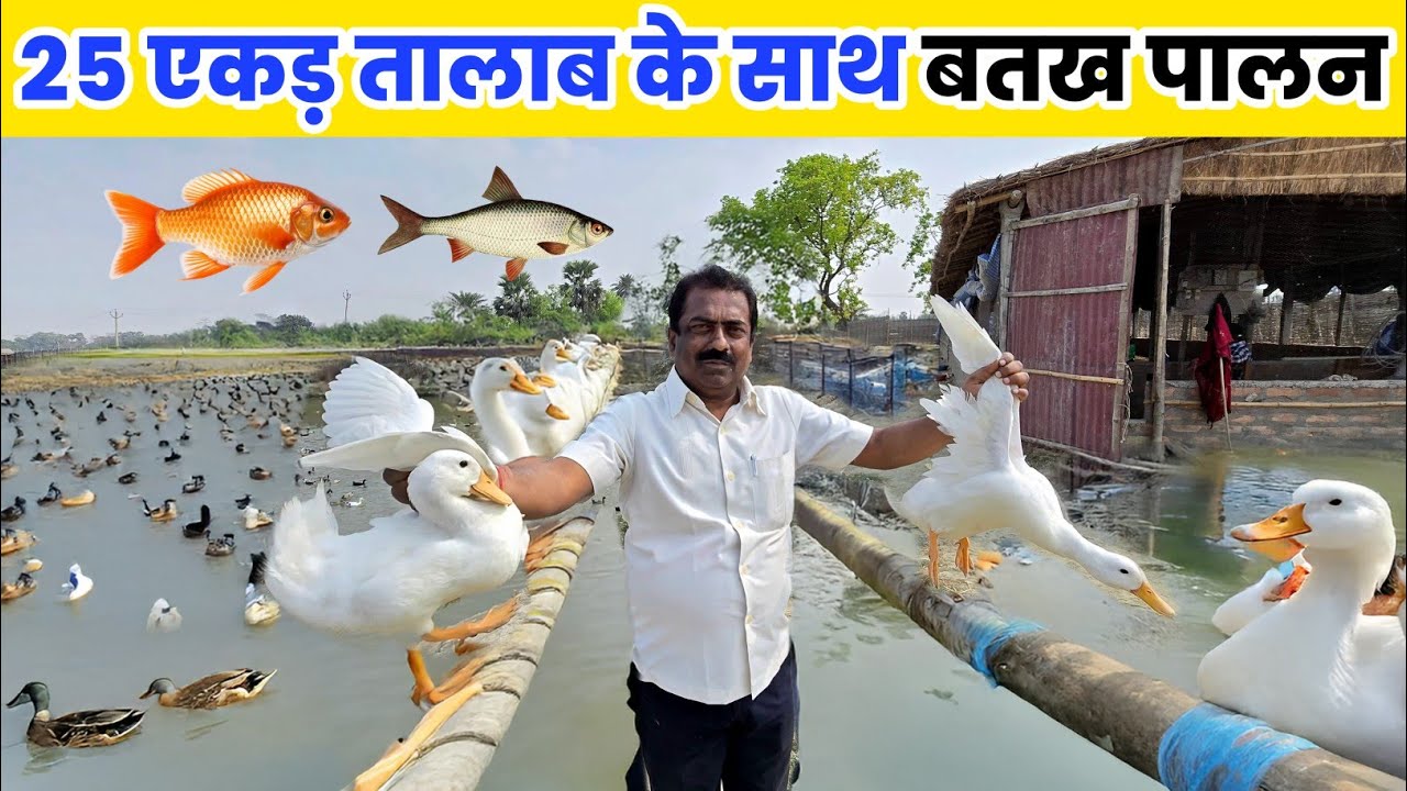 25 एकड़ मछली पालन के साथ बतख पालन | Duck farm with fish pond
