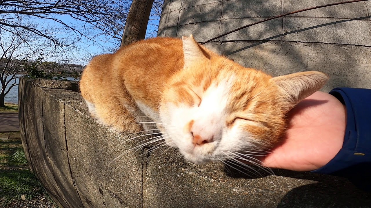 Бродячая кошка поглаживает и невольно говорит