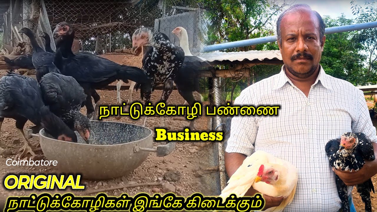 Nattu koli valarpu | நாட்டு கோழி வளர்ப்பு முறை | nattukozli farm | Tamil Territory | #chicken farm