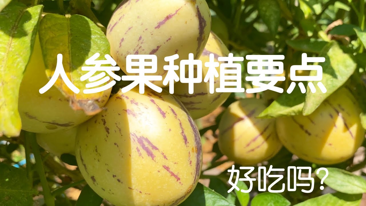 【人参果种植】扦插移栽水肥修剪采收过冬要点｜人参果结果难怎么办？｜好吃吗？是蔬菜还是水果？｜Growing Pepino