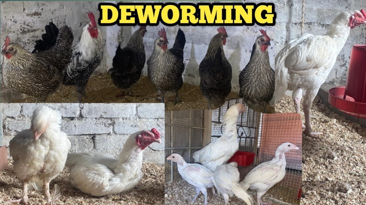 Aj ham apna parindo ke Kara ga deworming 