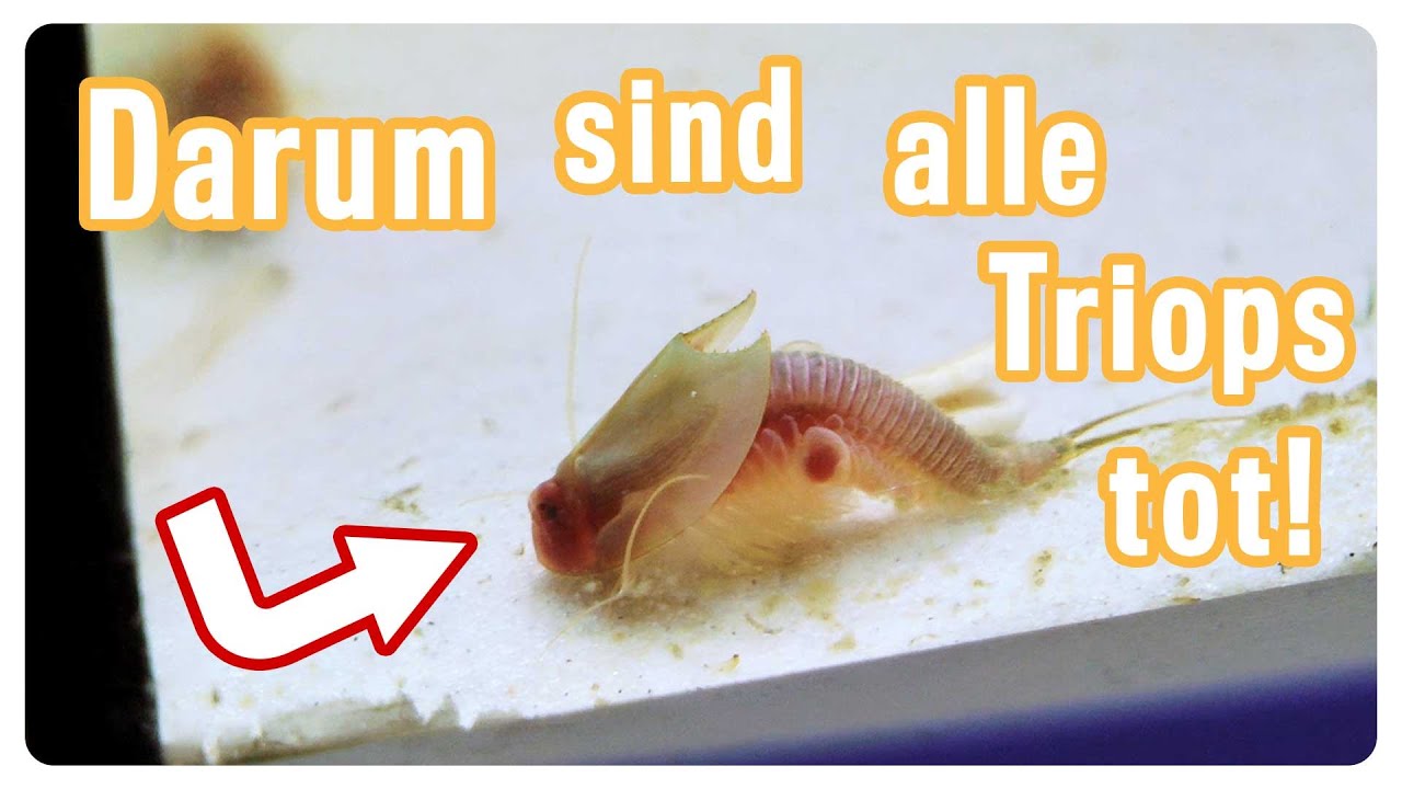 Darum sind meine Triops tot - Was du daraus lernen kannst!  //Triops Spektrum