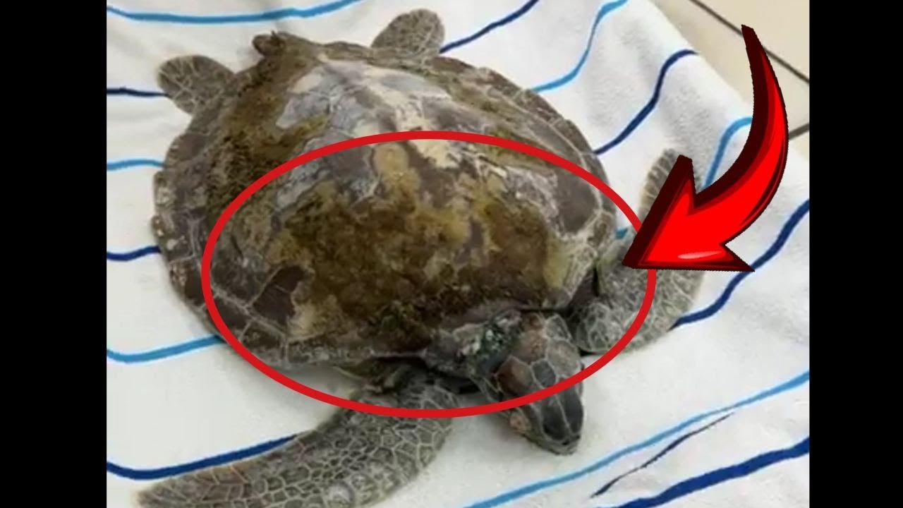 Rescuing Kelly: A Sea Turtle's First Exam After Being Found in Critical Conditions Ep 2#TurtleRescue