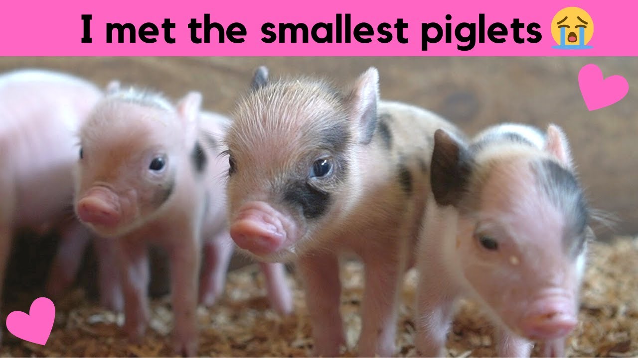 Cute newborn piglets | all about piglets and pigs