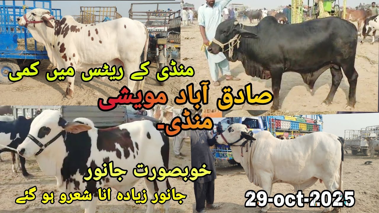 Sadiqabad maweshi Mandi | rate saste or khubsurat maal | 29-oct-2025 #cow #cow Mandi 