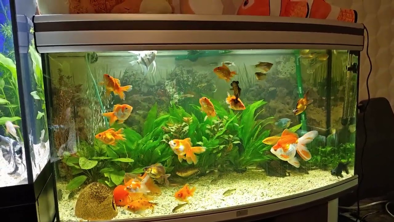 Как и обещал 😉 обзор аквариума на 163 л.🔥. Самец Гурами непонятно кто 🤔. 🐠 Aqua Chaos 