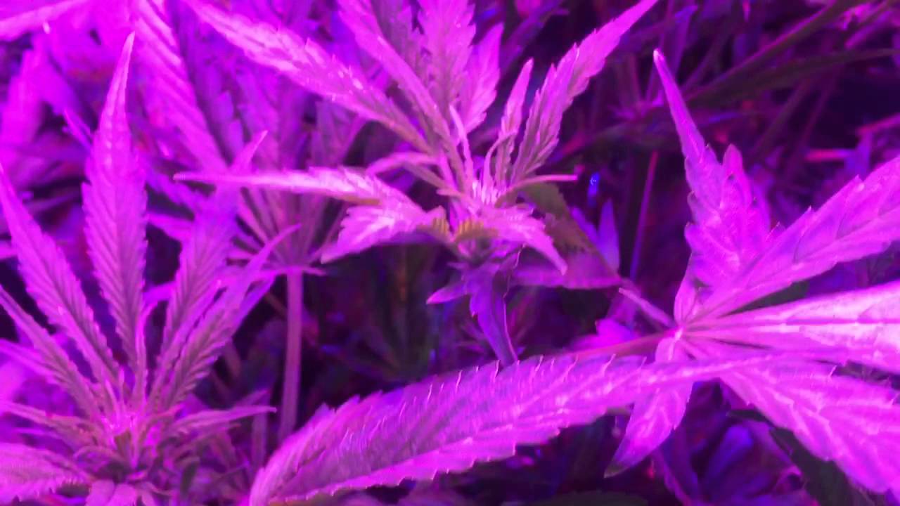 Mars Hydro Reflector 96 bubbleponics cash crop auto by cream of the crop week 6.