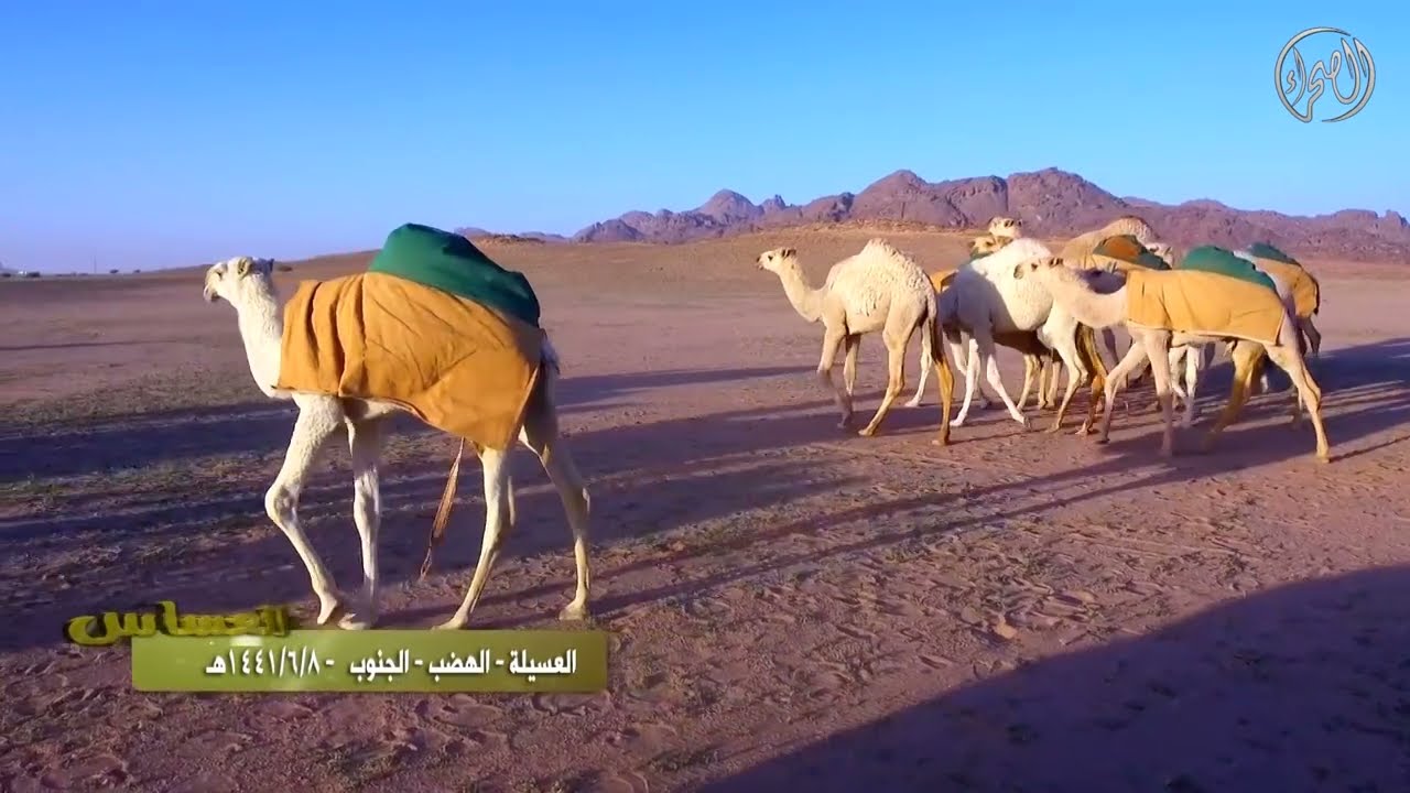 برنامج العساس | العسيلة - الهضب - الجنوب  8-6-1441 هـ
