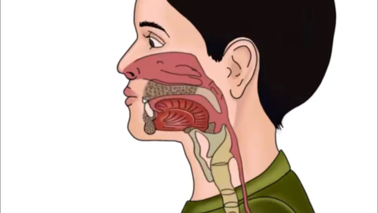 Ciclo masticatorio fisiología oral 2022