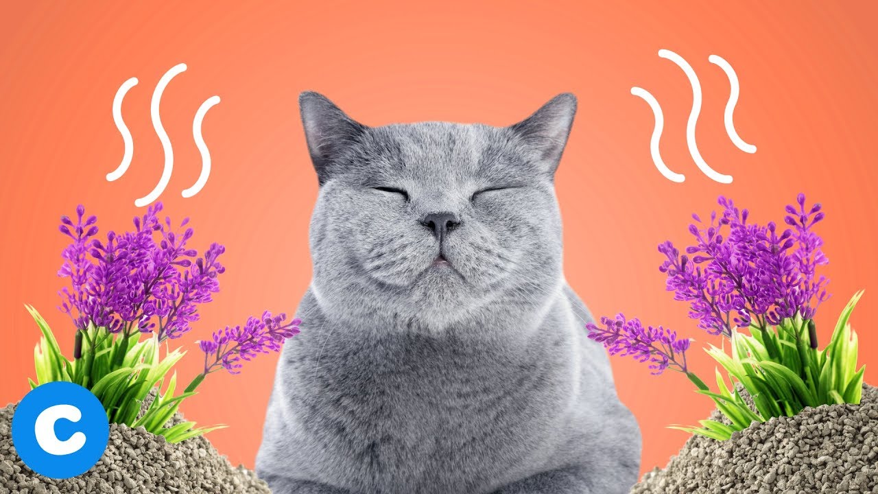 5 Top Cat Litters for Odor Control and Cat Smell