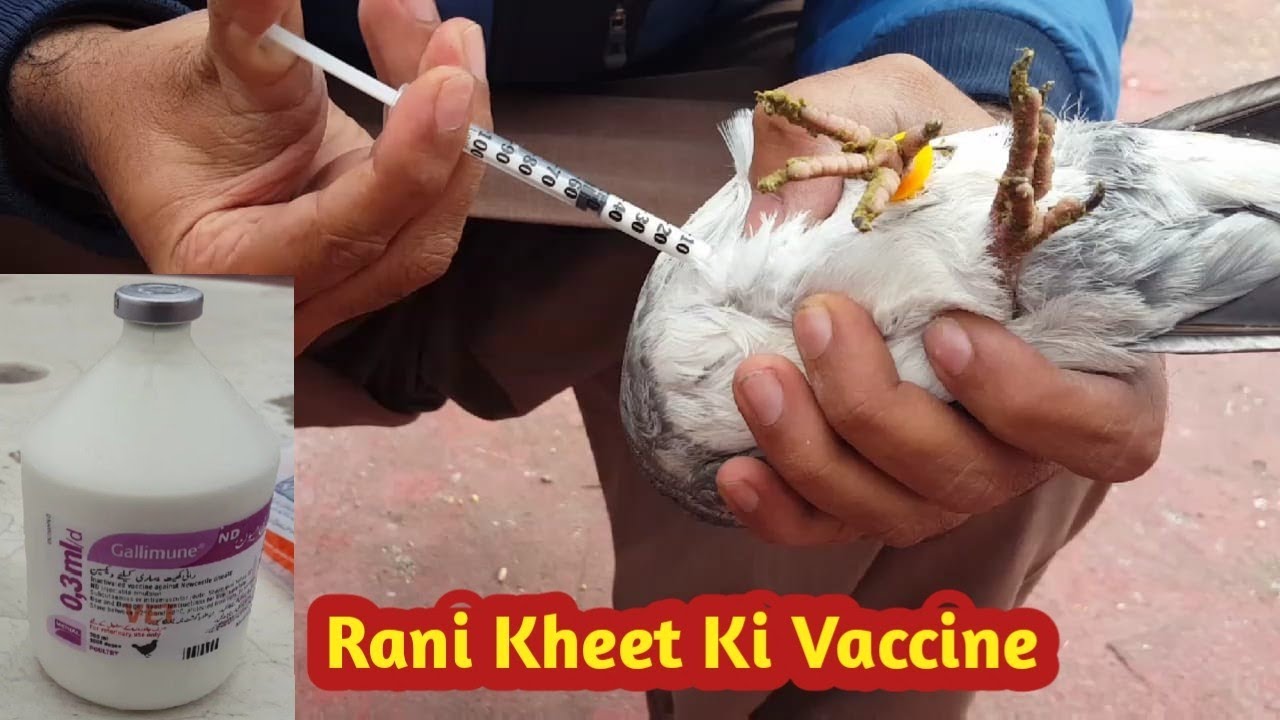 Vaccine Karny Ka Tarika | Pigeon Vaccination || Hashim Mahmood Pigeons