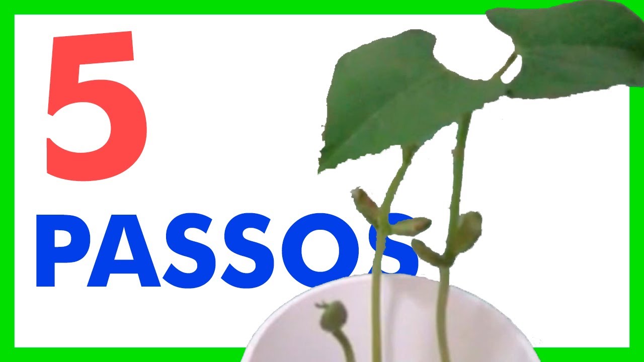 Como plantar feijão no algodão em cinco passos