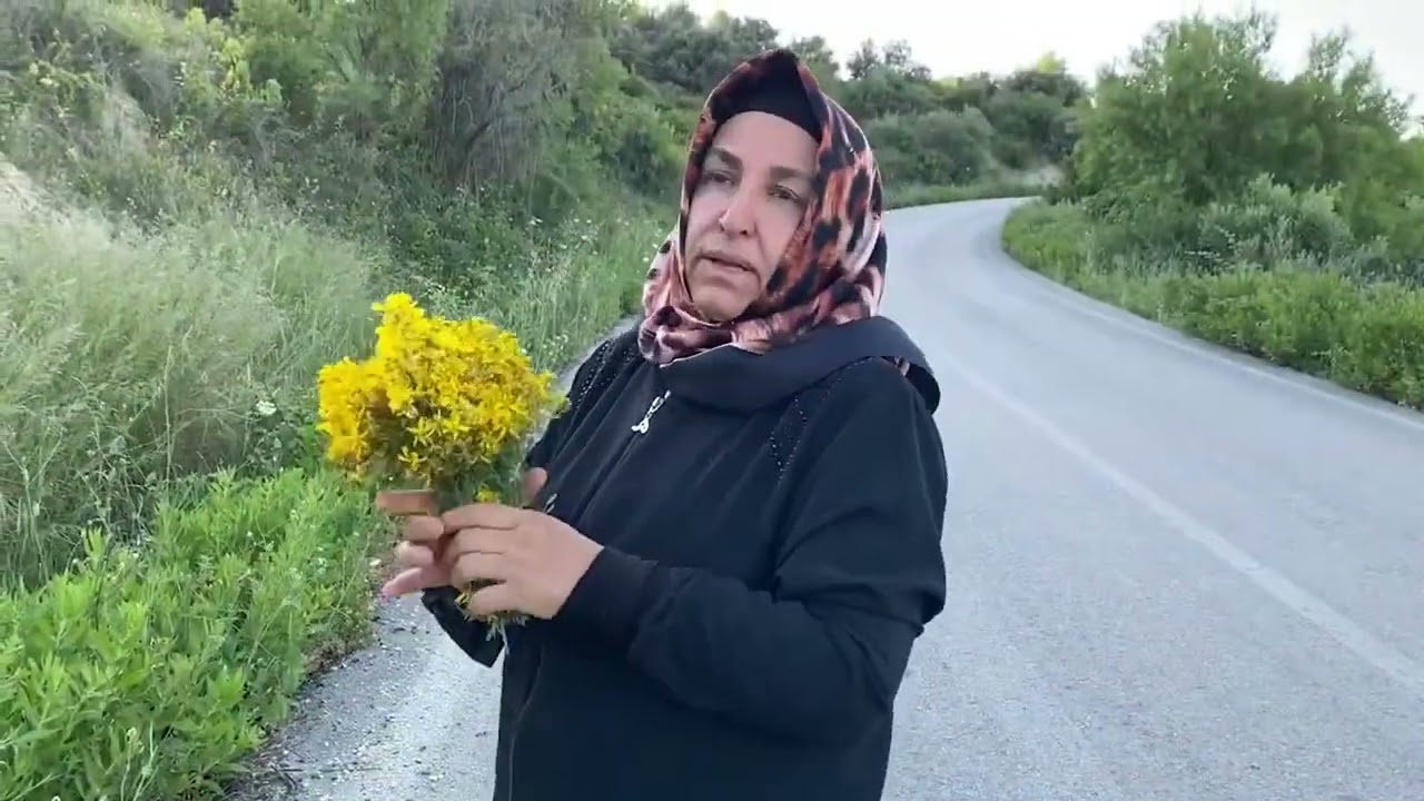 Kantaron yağı yapımı ve faydaları (Hypericum perforatum oil).(Organik)Centaury Oil How-To (Organic)