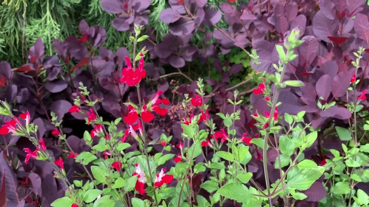 Springtime Gardening Tips
