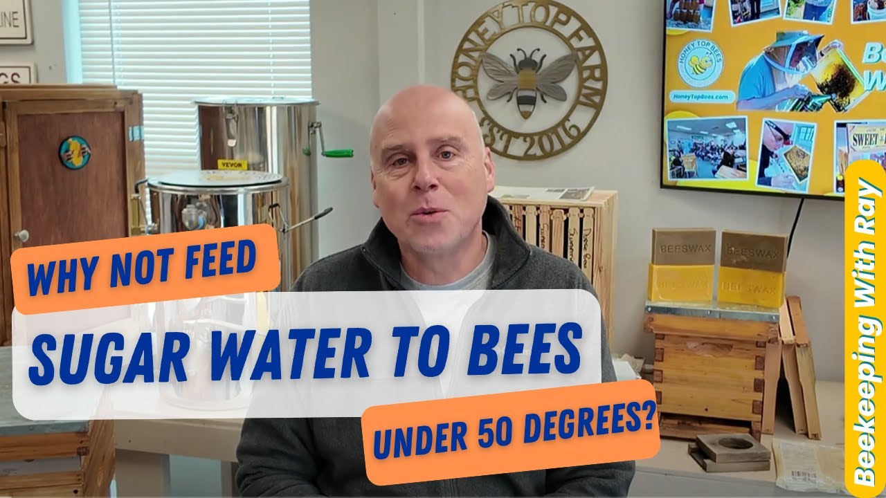 Too Cold! Don't Feed Bees Sugar Water In Winter