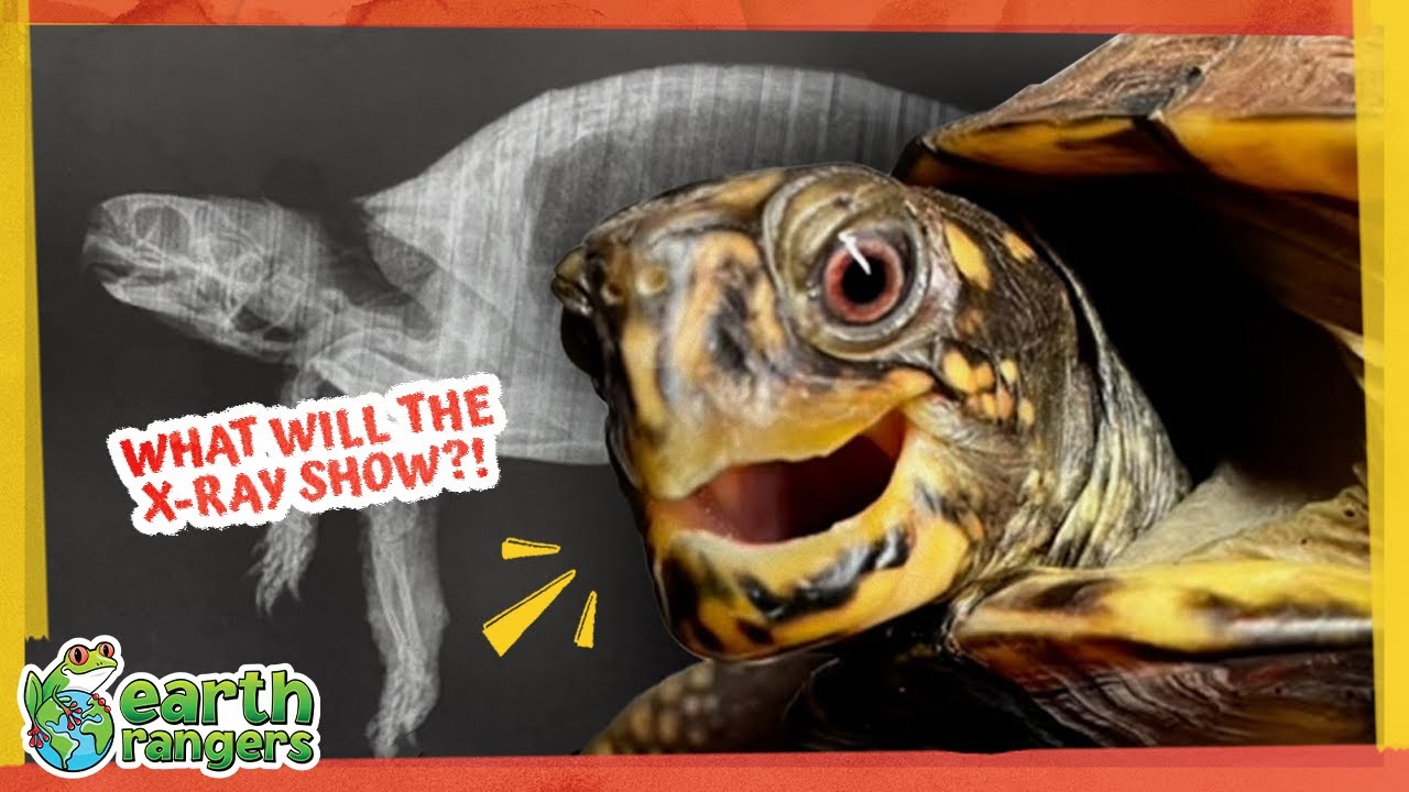 Why Is This Turtle's Shell Stuffed With Mud?! | 🐢 Earth Rangers