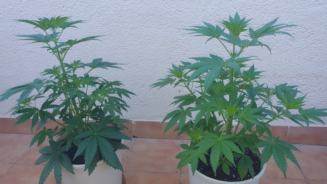(HD) HINDU KUSH 32D (sensi seeds) PREFLORACION. Comparamos DEFOLIACION. Cultivo CANNABIS medicina.