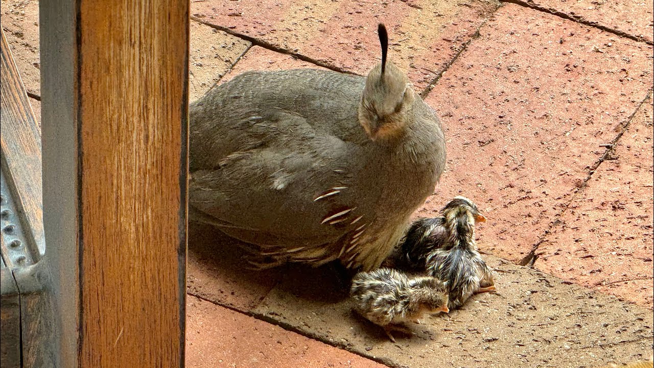 The Birth of the Quail Family!