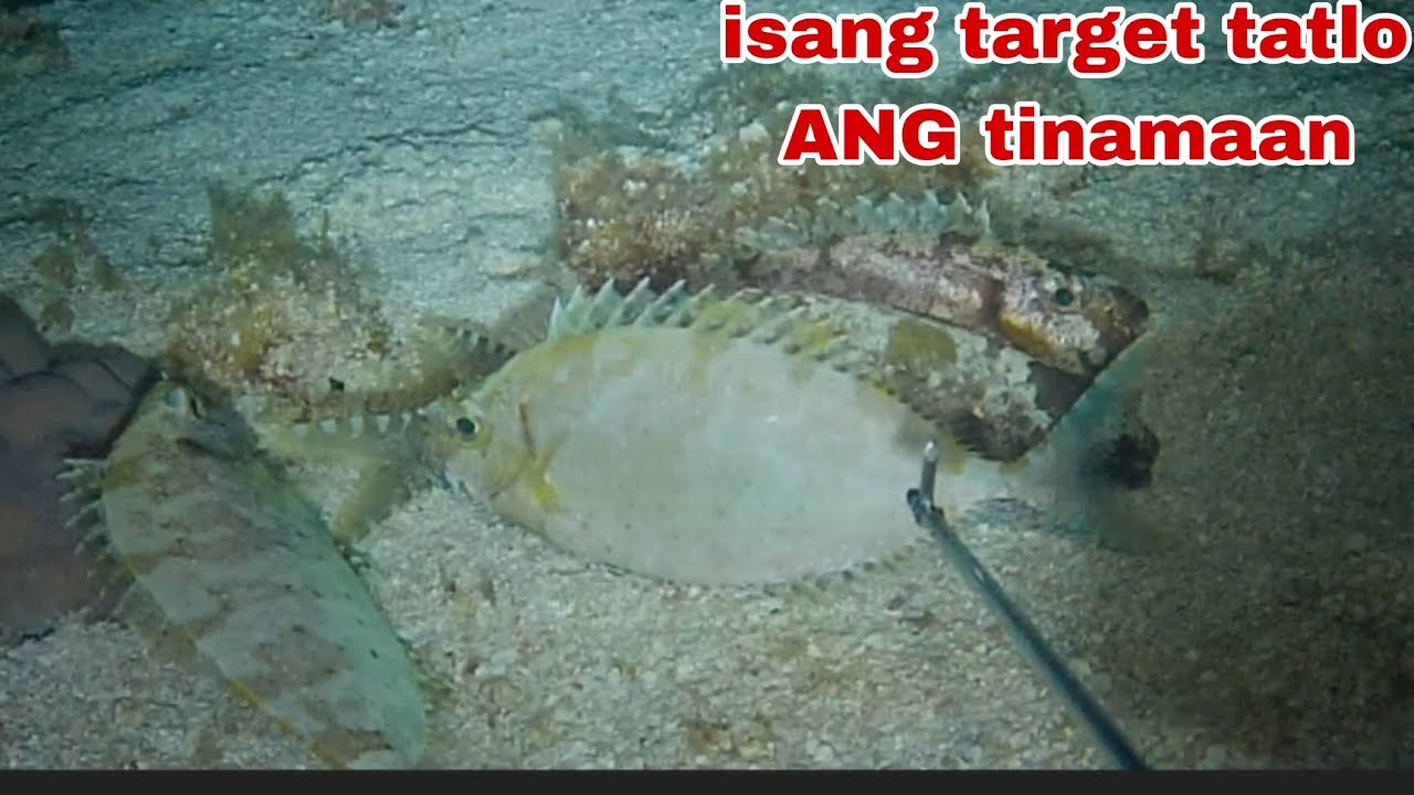 EP392 ISANG TARGIT TATLO ANG TINAMAAN NIGHT SPEARFISHING