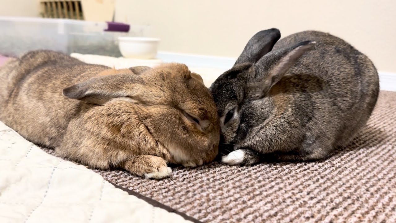 Why These Two Bunnies Are True Soulmates!