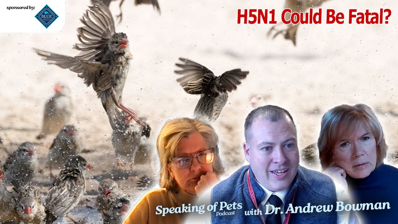 Could H5N1 Bird Flu be Fatal to Cats?