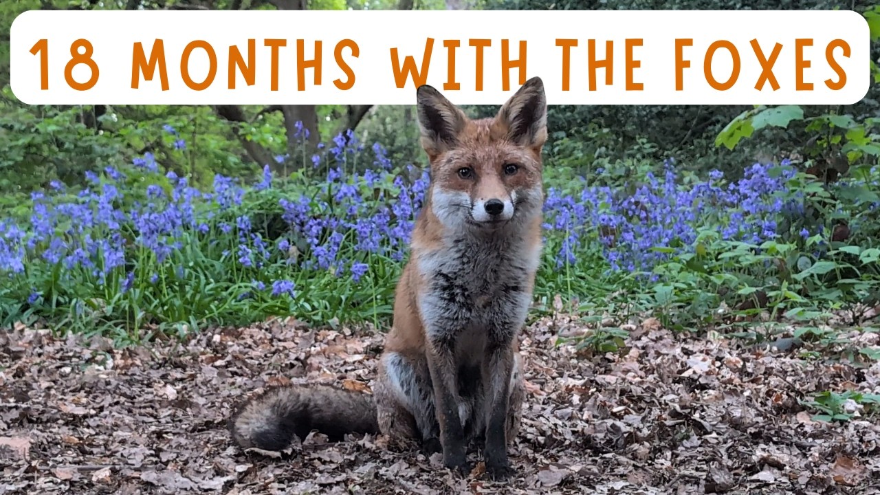 18 Months with the Foxes of Hampstead Heath