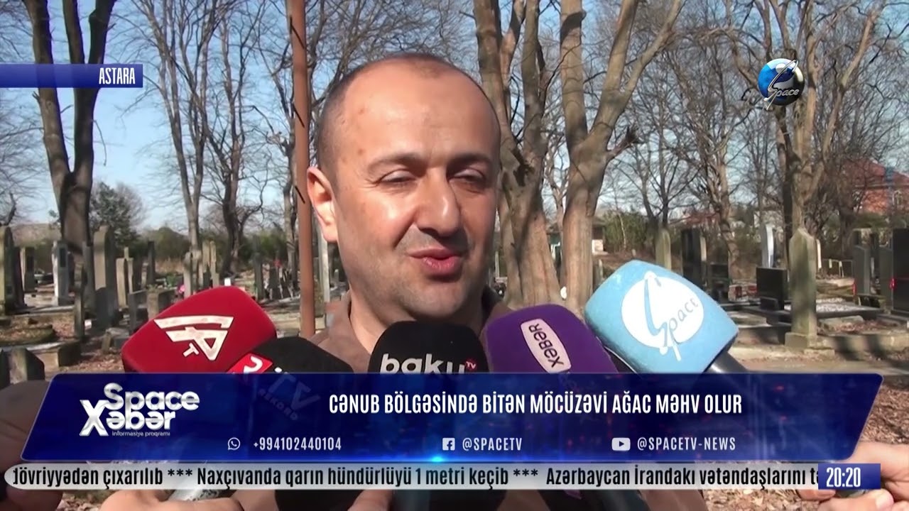 Cənub Bölgəsində Bitən Möcüzəvi Ağac Məhv Olur