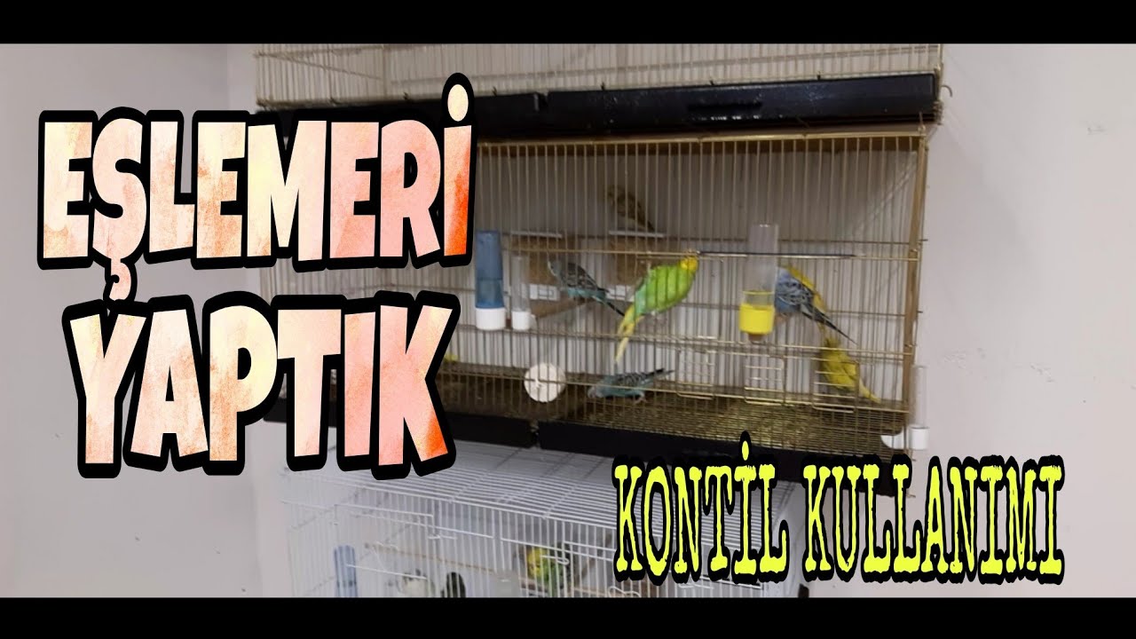 MUHABBET KUŞLARIMIZI EŞLEDİK - Kontil Kullanımı.