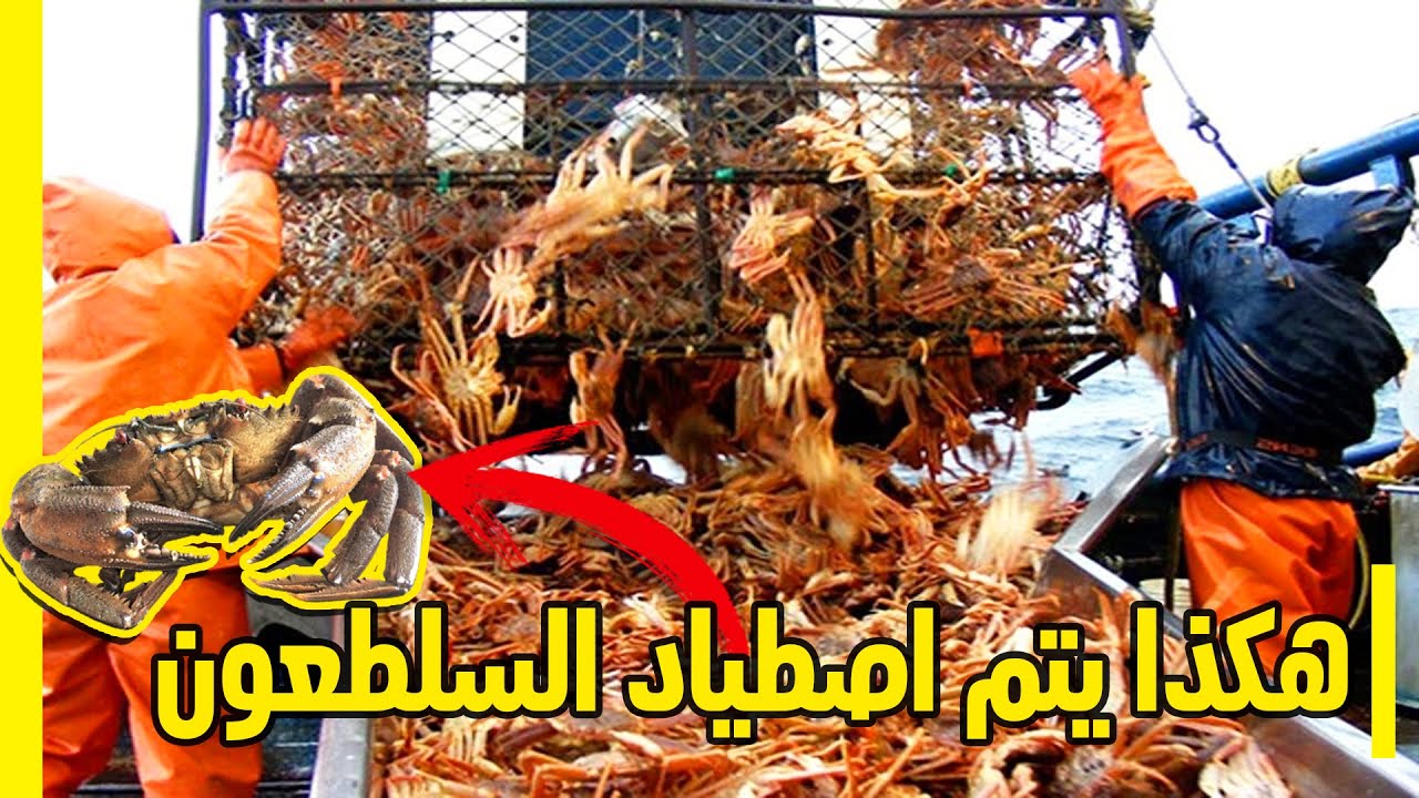 هذا هو الصيد الكبير.. لن تصدق كمية السلطعون التي تم اصطيادها!!