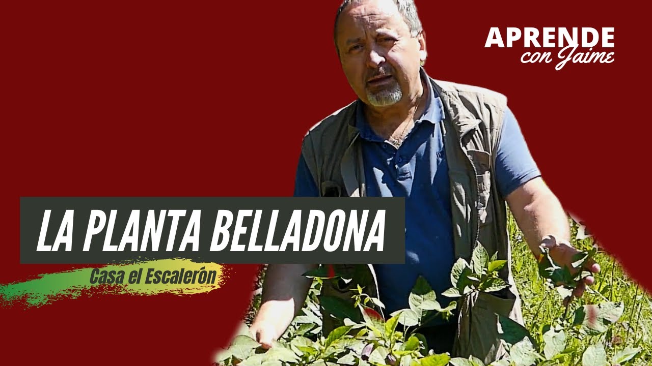 🌿 𝐋𝐚 𝐏𝐥𝐚𝐧𝐭𝐚 𝐛𝐞𝐥𝐥𝐚𝐝𝐨𝐧𝐚: Leyenda, curiosidades y propiedades