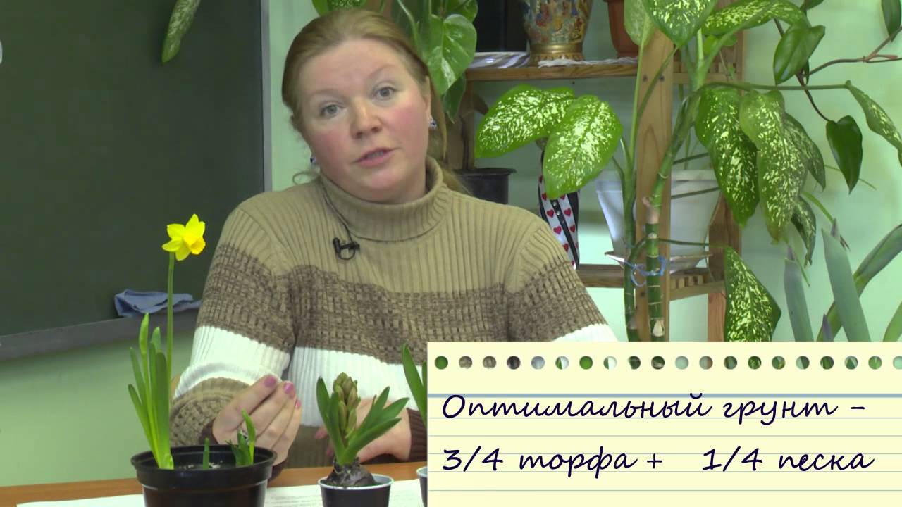 Выгоняем гиацинты