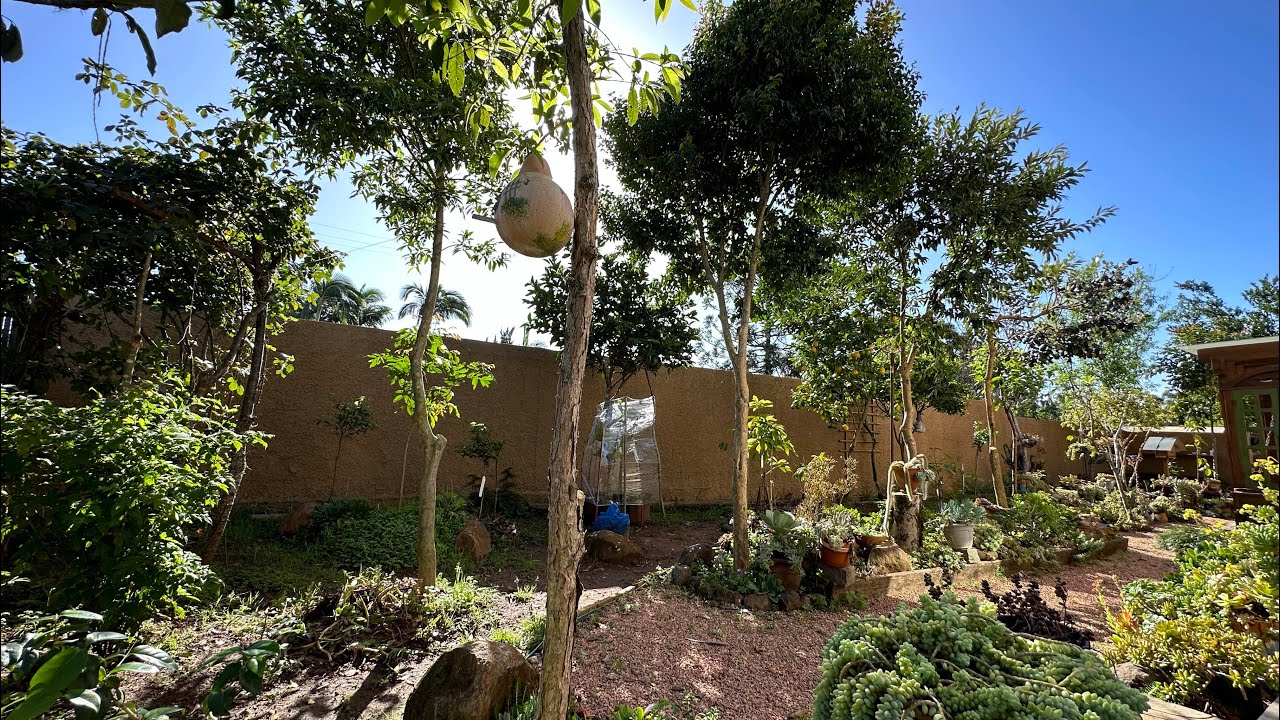 Chegada da PRIMAVERA + Adaptação das PLANTAS e frutíferas no JARDIM