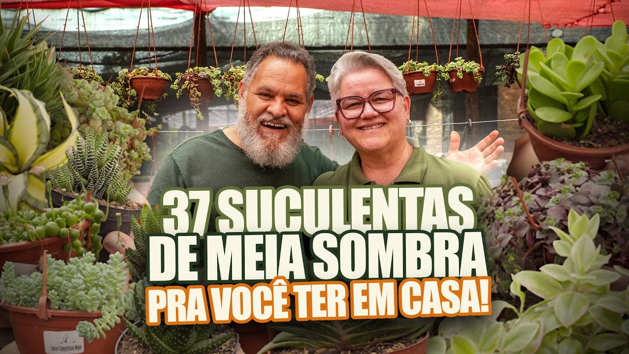068 |  37 SUCULENTAS DE MEIA SOMBRA PARA VOCÊ TER EM CASA