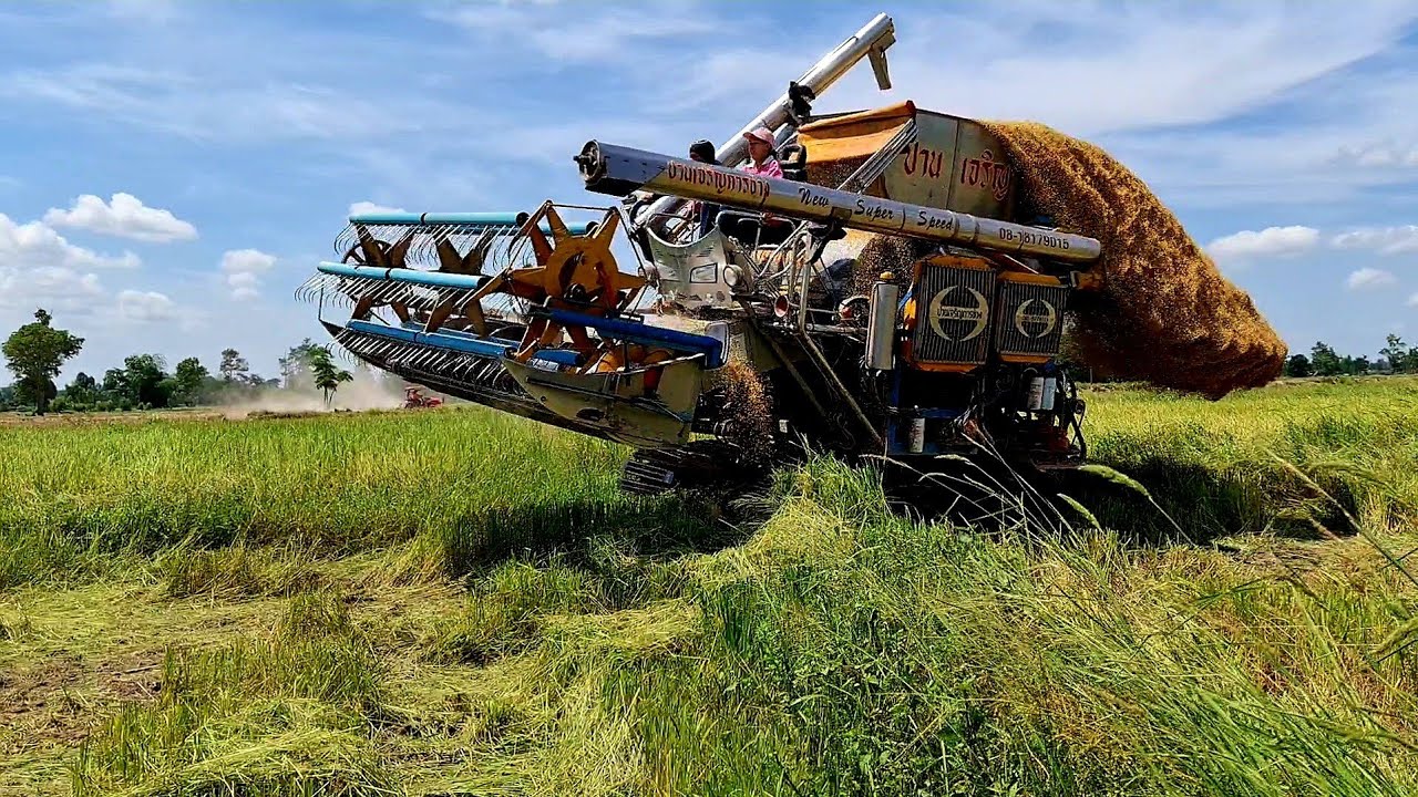 สาวนุ่นขับรถเกี่ยวขึ้นคันนาข้าวหกหมดเลย นักรบย่อมมีบาดแผล combine Harvester