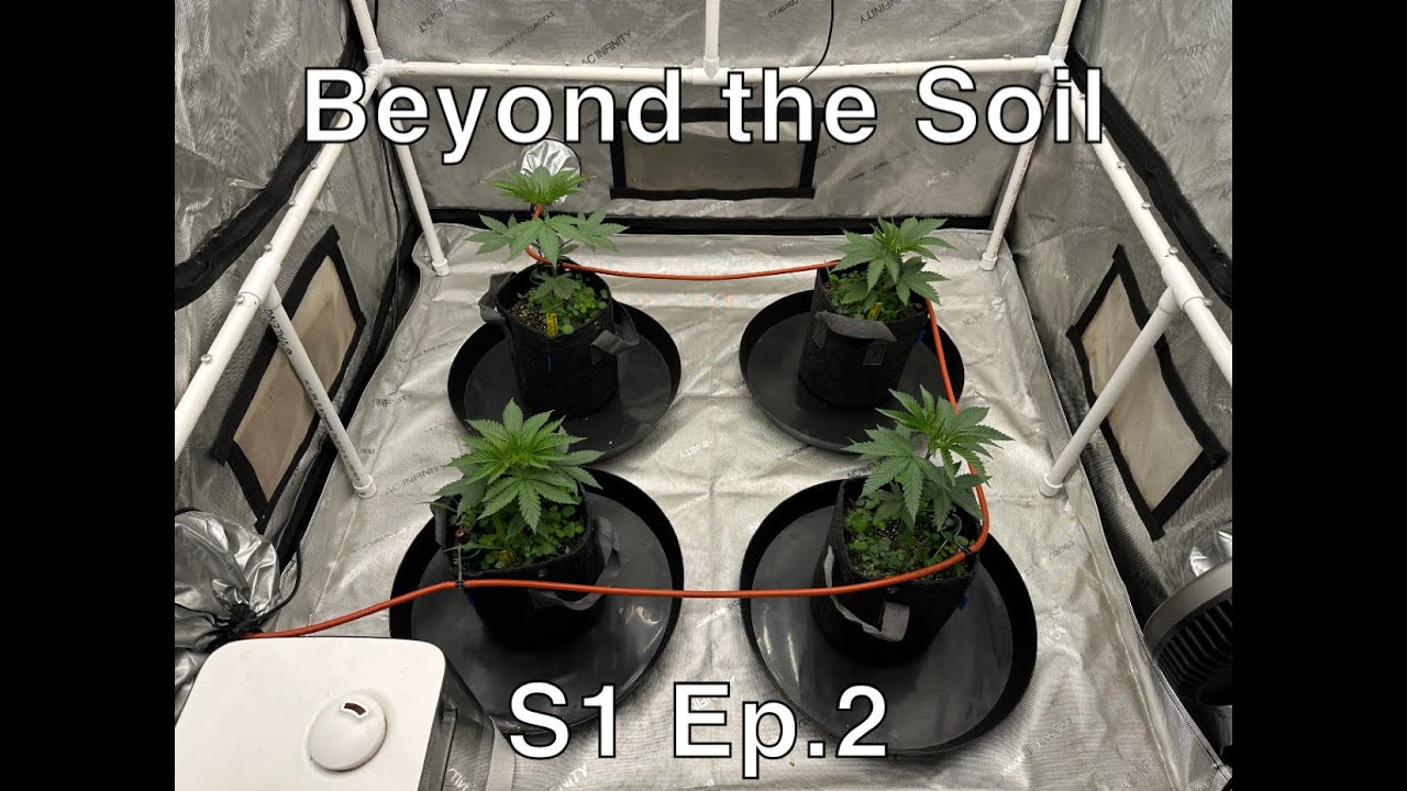 Beyond the Soil S1 Ep 2 | Bananacane by Inhouse Genetics | Living Soil | Transplant & Blumat Install