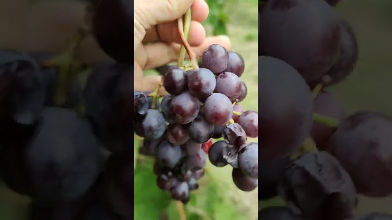 Let's Harvest Grapes 🍇, harvesting Grapes in the farm #grapes #italy